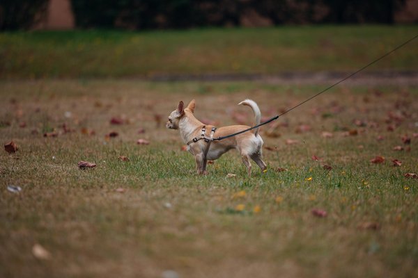 Top Strategies to Spot and Prevent Flystrike in Outdoor Rabbits During Humid Weather
