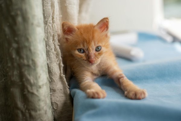 Pro Tips for Safely Grooming Your Newfoundland's Webbed Paws and Avoiding Infections