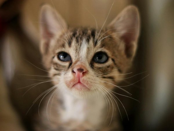 Revolutionizing Urban Life: Innovative Planning for Bird-Friendly Cities in the UK