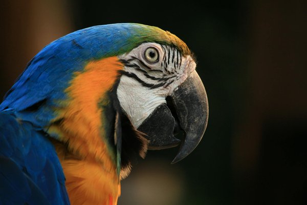 Essential Nutrition Tips for Pregnant Dachshunds: Ensuring Healthy, Robust Puppies