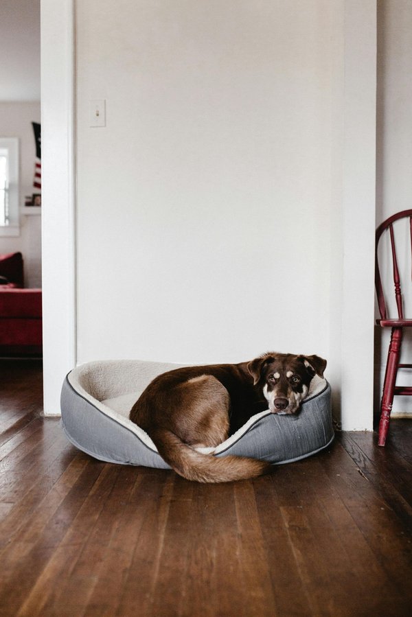The best dog beds for comfort and support for every breed